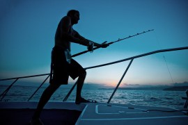 fishing v1 mfrzd 800k